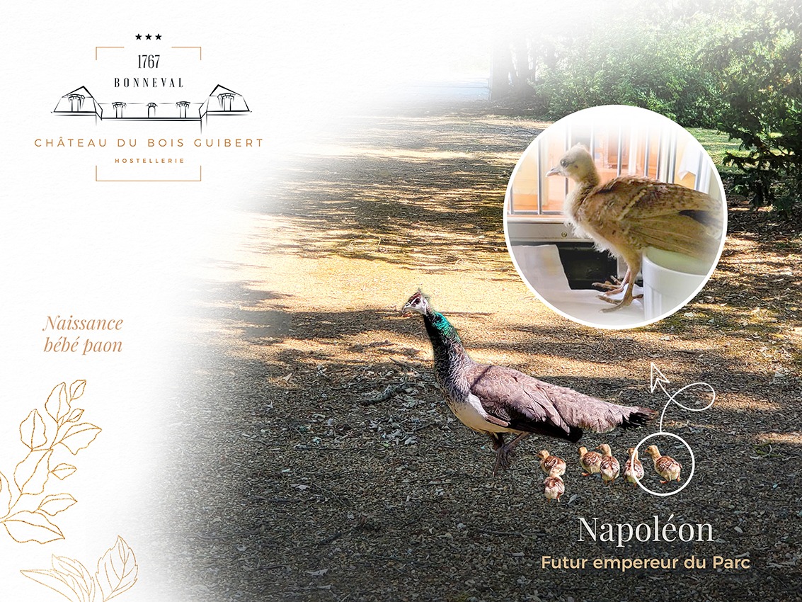 Mini Parc du Château du Bois Guibert (Bonneval, la petite Venise de la Beauce), découvrez nos animaux : les paons