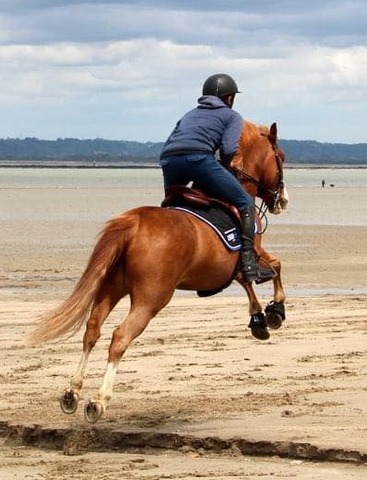 Tourisme : Lieux & Activités à découvrir : le sport équestre