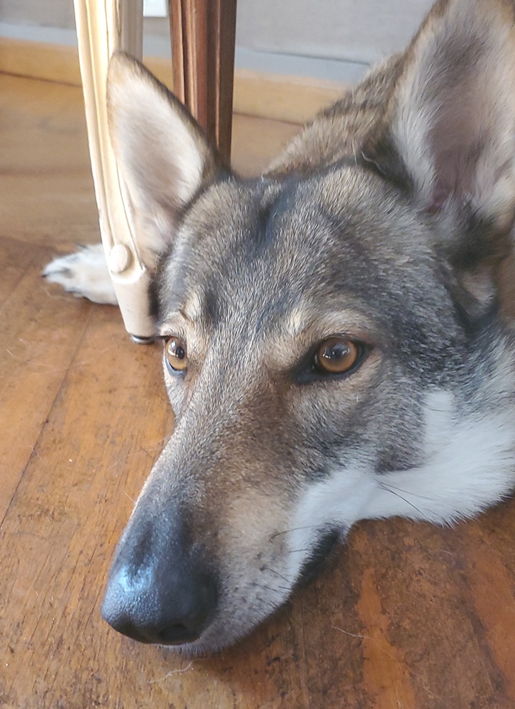 Service - Chiens admis à l'hôtel (28). A l’hôtel, les chiens sont acceptés comme des clients à part entière pour un séjour agréable. Ils adoreront de toute évidence se promener dans le parc. Dans la mesure où vous souhaiteriez que votre chien vous accompagne, il vous suffit simplement de le préciser lors de votre réservation. Nous nous tenons à votre service.